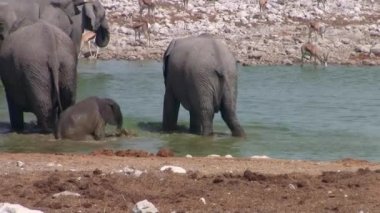 Okaukuejo Waterhole, Etosha Ulusal Parkı, Namibya, Afrika Küçük Bebek Fil Banyo ile Fil Aile