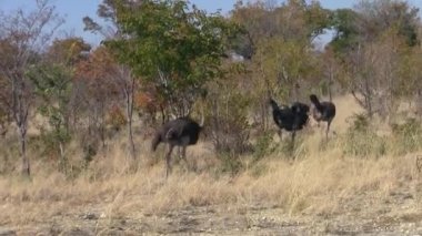 Caprivi Strip, Namibya, Afrika'da Savanna'da Yürüyen Üç Devekuşu