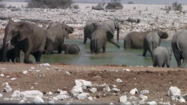 Etosha Ulusal Parkı'ndaki Waterhole'da Fil Yetiştiriciliği Duyuldu, Namibya, Afrika