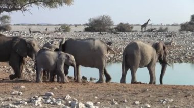 Etosha Ulusal Parkı'ndaki Waterhole'da Fil Yetiştiriciliği Duyuldu, Namibya, Afrika
