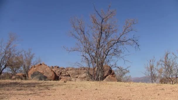 エロンゴ山脈のオレンジ岩と乾いた木と青い空を持つ乾燥した風景 ナミビア — ストック動画