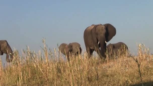 Elephant Herd Bank Chobe River Chobe National Park Botswana África — Vídeo de Stock