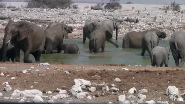 Hodowla Słoni Słychać Waterhole Parku Narodowym Etosha Namibia Afryka — Wideo stockowe