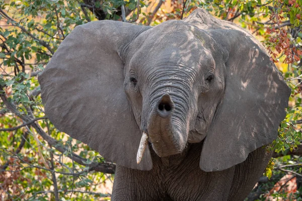 Elefante divertente con tronco sollevato, delta dell'Okavango — Foto Stock