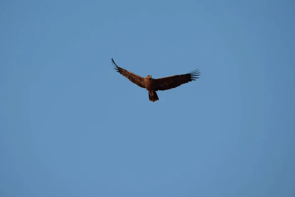 Brown Snake Eagle flygande — Stockfoto