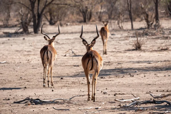 Tre antilopi Impala da dietro — Foto Stock