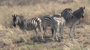 Sowa Pan'da Kuru Çimenlerde Duran Dört Zebra, Makgadikgadi Pans Milli Parkı, Botsvana, Afrika