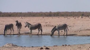 Etosha Pan, Etosha Milli Parkı, Namibya, Afrika Kurak Ovası'nda Waterhole İçme Zebralar - Zoom Out