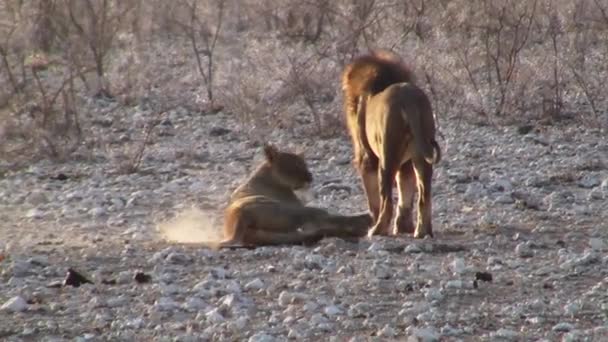 Férfi és női oroszlán udvarlás rituálé Etosha Nemzeti Park, Namíbia, Afrika