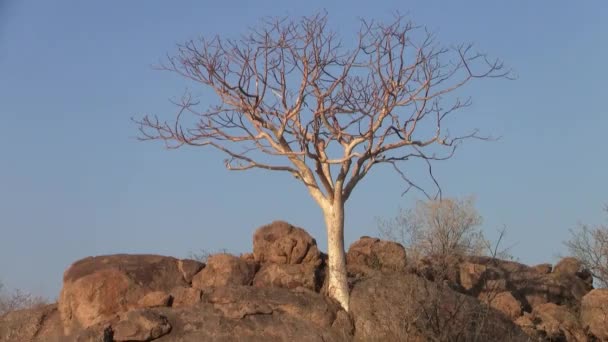 Leafless Star Kasztanowca Drzewo Rosnące Skały Błękitne Niebo Namibii Afryka — Wideo stockowe