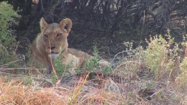 Lionne Allongée Reposant Ombre Bush Dans Réserve Moremi Botswana Afrique — Video