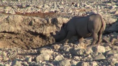 Gergedan veya Gergedan Drinkin Etosha Milli Parkı'nda bir Su Birikintisi, Namibya, Afrika kuru, kurak ve taşlı manzara