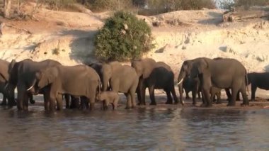 Akşam Chobe Nehri Kıyısında Fil Sürüsi, Chobe Ulusal Parkı, Botsvana, Afrika