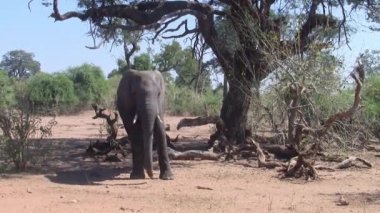 Bush'ta Yürüyen Afrika Fili, Chobe Ulusal Parkı, Botsvana