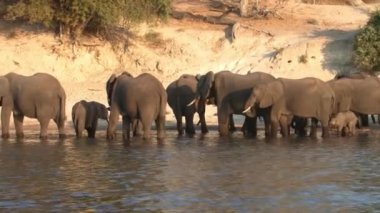 Akşam Chobe Nehri Kıyısında Fil Sürüsi, Chobe Ulusal Parkı, Botsvana, Afrika