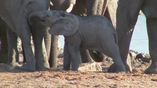 Elephant Baby Playing Mothers Tail Okaukuejo Waterhole Etosha National Park — Stock Video