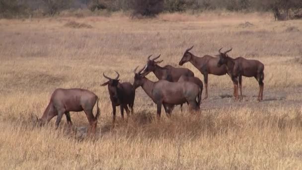 Red Hartebeest Herd Una Llanura Hierba Seca Dorada Botswana — Vídeo de stock