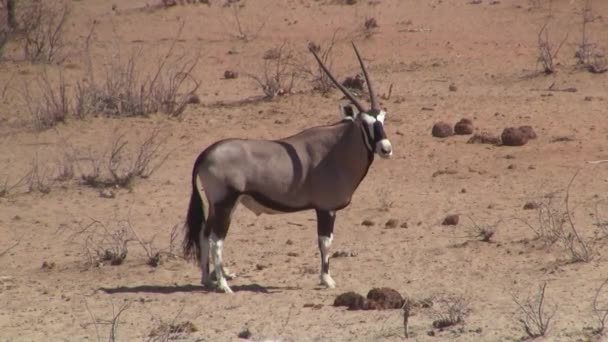 Oryx Antilop Etosha Milli Parkı Nda — Stok video
