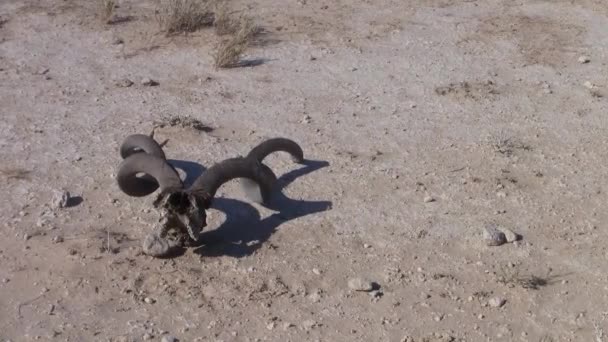 Kudu Antelope Teschio Sdraiato Sul Terreno Sabbioso Moremi Game Reserve — Video Stock