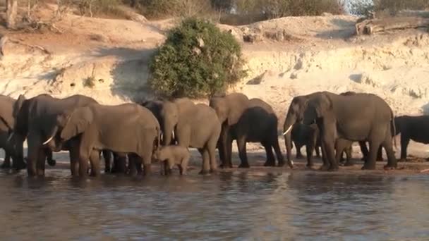 Стадо Слонов Берегу Реки Чобе Национальном Парке Чобе Ботсвана Африка — стоковое видео