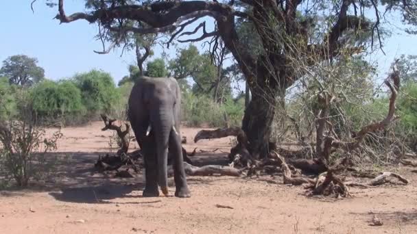 African Elephant Walking Bush Chobe National Park Ботсвана — стоковое видео