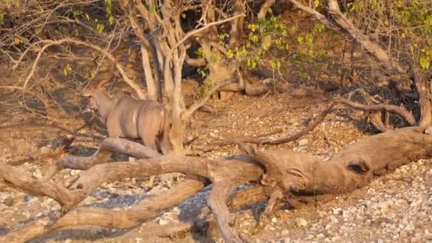 Gran Kudu Caminando Largo Orilla Del Río Chobe Parque Nacional — Vídeo de stock