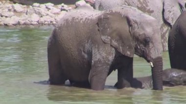 Etosha Ulusal Parkı Okaukuejo Su Deliği Gölet Küçük Elefant Buzağı Banyo, Namibya, Afrika