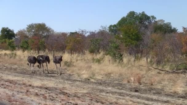 Tre Struzzi Che Camminano Lungo Strada Botswana Africa Tracking Shot — Video Stock