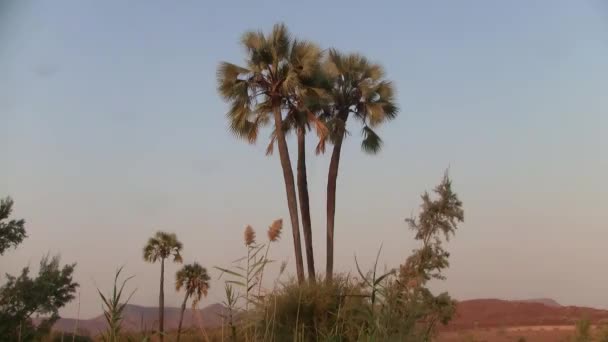 夕方のパームワグ ナミビア アフリカの3本のヤシの木のパッチ — ストック動画