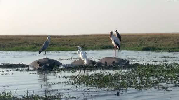 Čáp Ptačí Stojící Zádech Hippos Národním Parku Chobe Botswana Afrika — Stock video