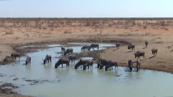 Nagy Csorda Wildebeest Waterhole Ban Etosha Nemzeti Park Namíbia Afrika — Stock videók