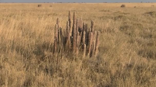 Planta Hoodia Seca Amarela Savana Dourada Seca Parque Nacional Makgadikgadi — Vídeo de Stock