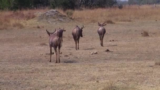 Four Red Hartebeest Walking Away on Grass Savanna au Botswana, delta de l'Okavango 