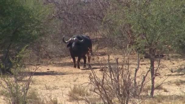 ナミビアのオカバンゴ川のブッシュに立つシングルケープバッファロー — ストック動画