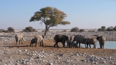 Etosha Milli Parkı Okaukuejo Waterhole de Fil Herd, Namibya, Afrika, Ağaç ile Kurak Manzara