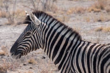 Etosha Milli Parkı'nda Burchells Zebra Head