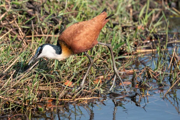 African Jacana Wading in Chobe National Park