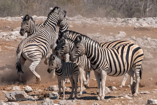 Zebras kämpfen in einer Herde im Etoscha-Nationalpark — Stockfoto
