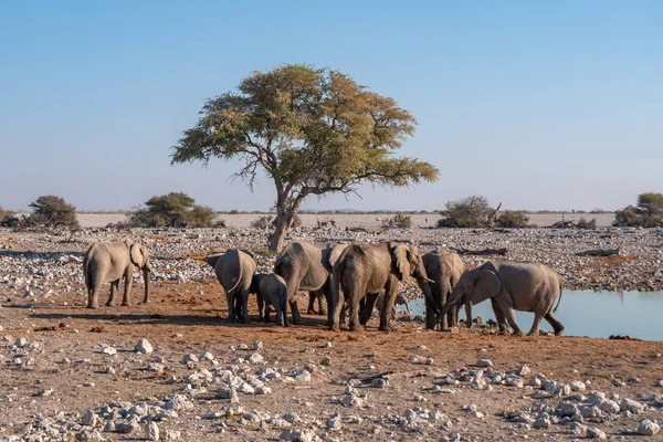 Stádo slonů u vodní díry v národním parku Etosha, Namibie — Stock fotografie