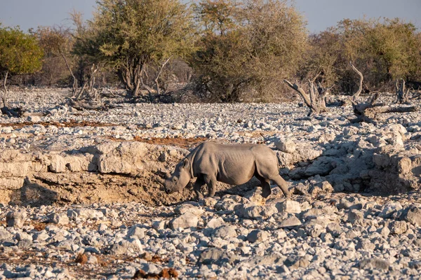 Rhino con labios de gancho en Waterhole en el Parque Nacional Etosha —  Fotos de Stock