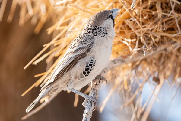 Tisseur social unique oiseau, Etosha NP, Namibie — Photo