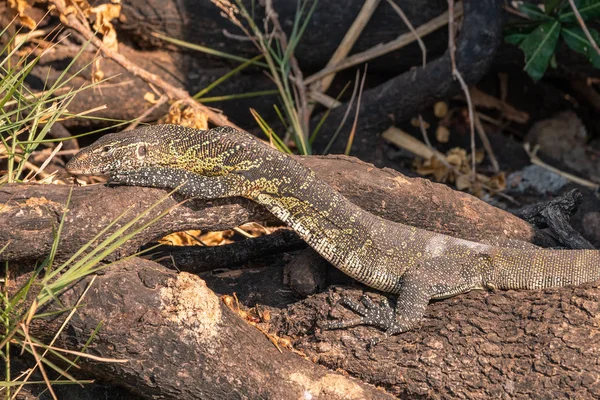 Nile Monitor Lizard sola, Chobe nationalpark, Botswana — Stockfoto