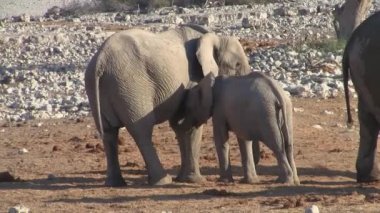 Okaukuejo Waterhole, Etosha Ulusal Parkı, Namibya, Afrika'da Anne İnek ile Fil Buzağı Emme