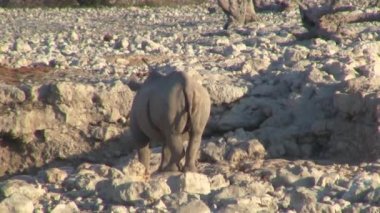 Gergedan veya Gergedan Arkasından Etosha Milli Parkı'nda bir su birikintisi, Namibya, Afrika, Akşam