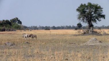 Makgadikgadi Milli Parkı'nda Ağaç ve Zebralar ile Kuru Savanna Manzara, Botsvana, Afrika