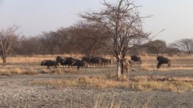 Kuru Savanna Peyzaj Büyük Antilop Sürüsü, Makgadikgadi Pan Milli Parkı, Botsvana, Afrika