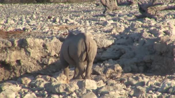 Rhino Nebo Nosorožci Zezadu Vodní Díry Národním Parku Etosha Namibii — Stock video