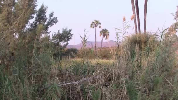 Beau Paysage Tôt Matin Avec Des Palmiers Des Arbustes Palmwag — Video