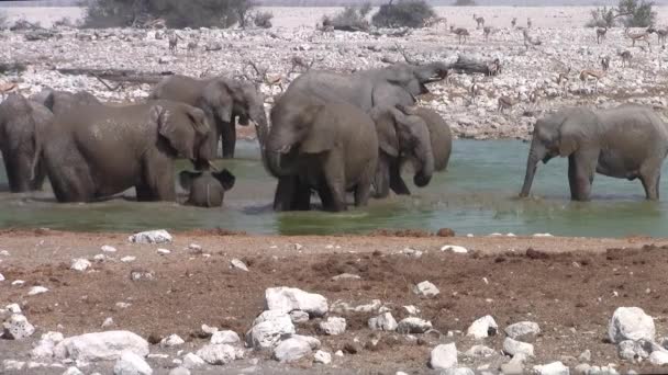 オカウクエジョウォーターホール エトシャ国立公園 ナミビア アフリカでゾウの群れ入浴 遊びと潮吹き — ストック動画