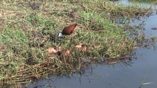 Jacana Bird Buscando Comida Orilla Del Río Parque Nacional Chobe — Vídeos de Stock